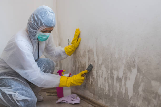 Best White Mold Remediation in Wynantskill, NY