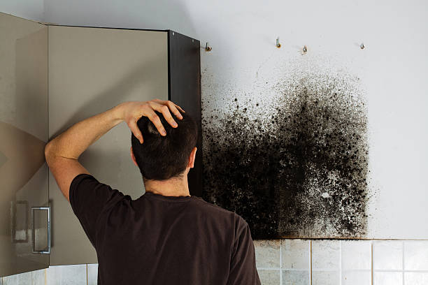 Best White Mold Remediation in Wynantskill, NY