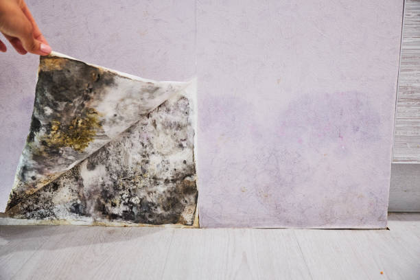 Best Basement Mold Remediation in Wynantskill, NY